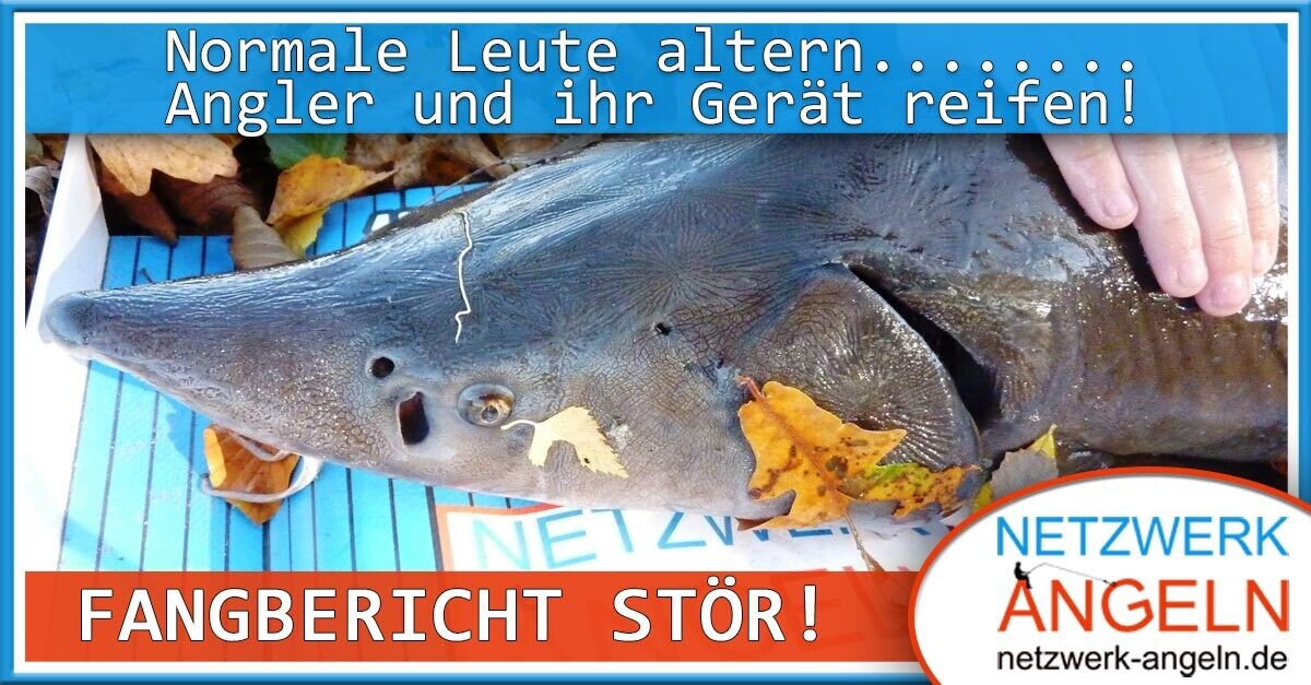 Fangbericht Stör: Normale Leute altern, Angler und ihr Gerät reifen!