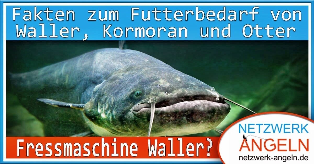 Fressmaschine Waller? Wie viel fressen Waller, Kormoran oder Otter?
